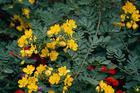 花 種類|育て方がわかる植物図鑑・花図鑑｜みんなの趣味の園 